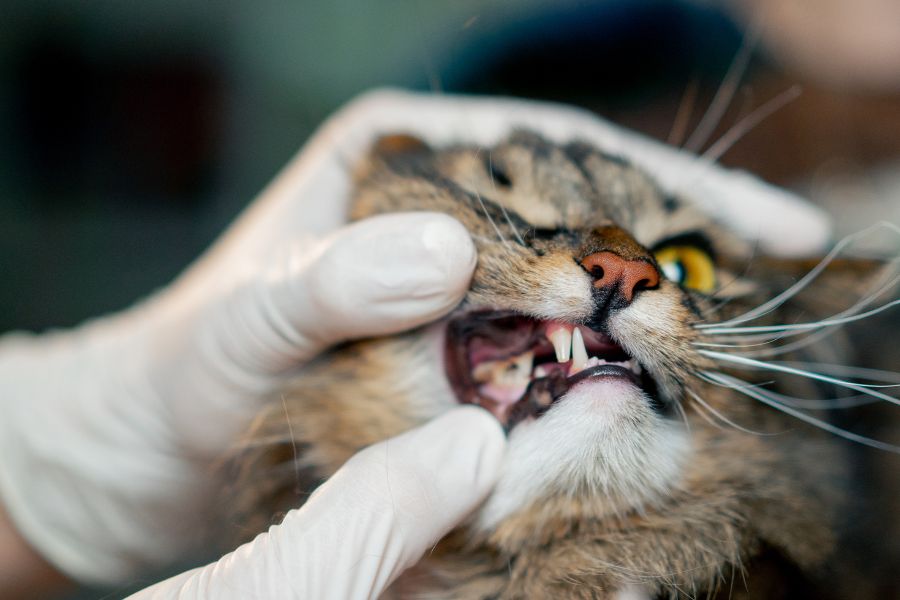 cat-dental-exam