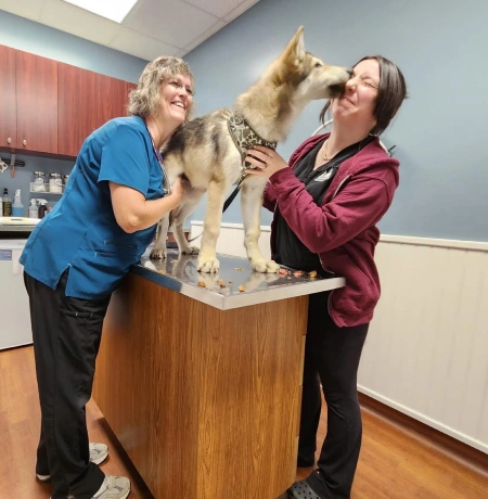 Pet-Surgery