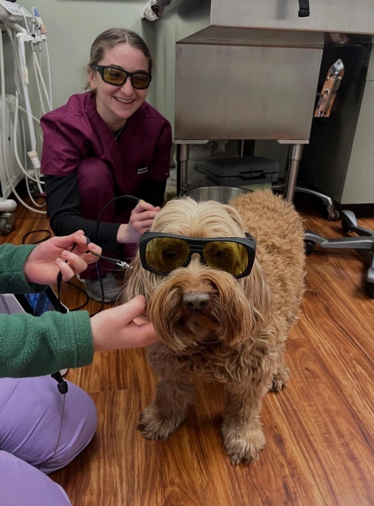 Dog Therapy - Comprehensive Pain Management and Healing Solutions
