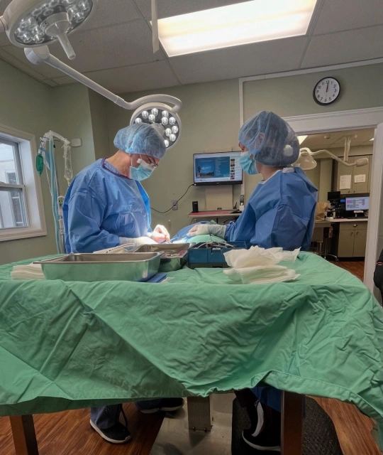 Cat Surgical Care