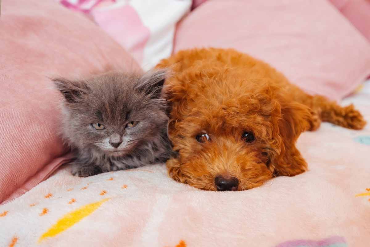 My Cat Is Panting Like a Dog: Should I Be Concerned?